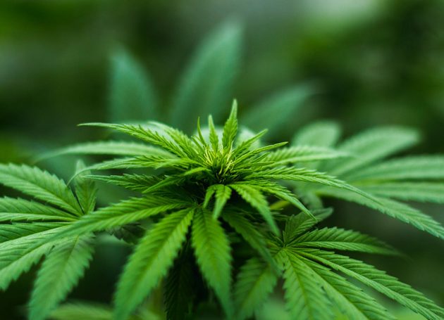 Canada Not Keen On Cannabis Sponsored Festivals