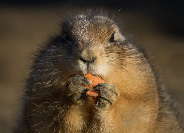 Prairie Dog Doom