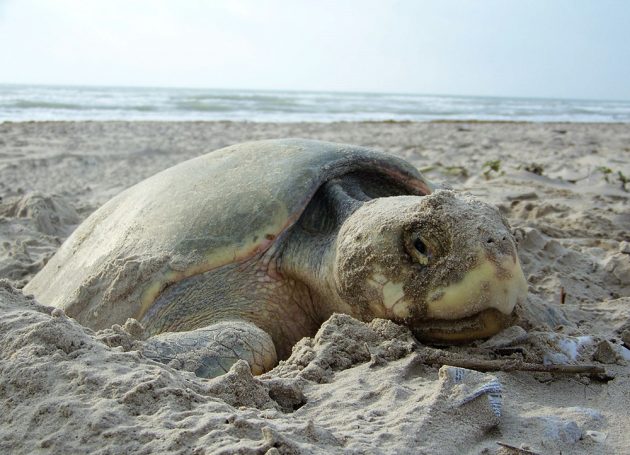 A nesting sea turtle