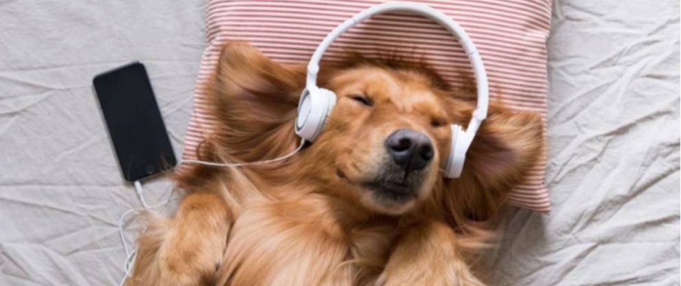 Create Music Group Acquires Music For Pets With A Planned $10M Investment