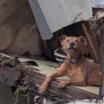 Superman the Dog