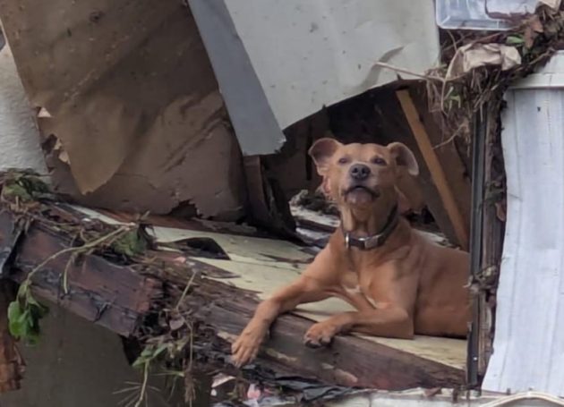 Superman the Dog