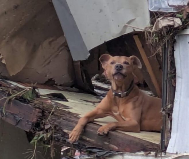 Superman the Dog