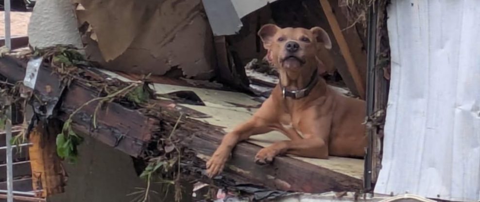 Superman the Dog
