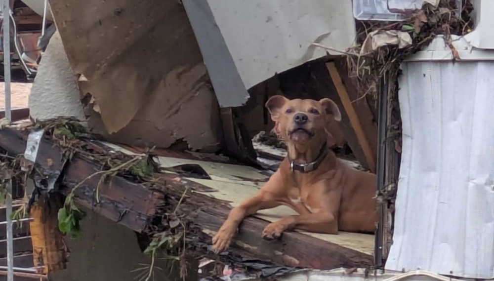 Superman the Dog